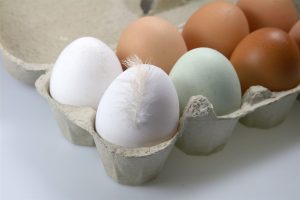 Eier IMAGO CHROMORANGE 300x200