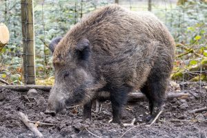 Wildschwein Imago 0116924093 Hmb Medis 300x200