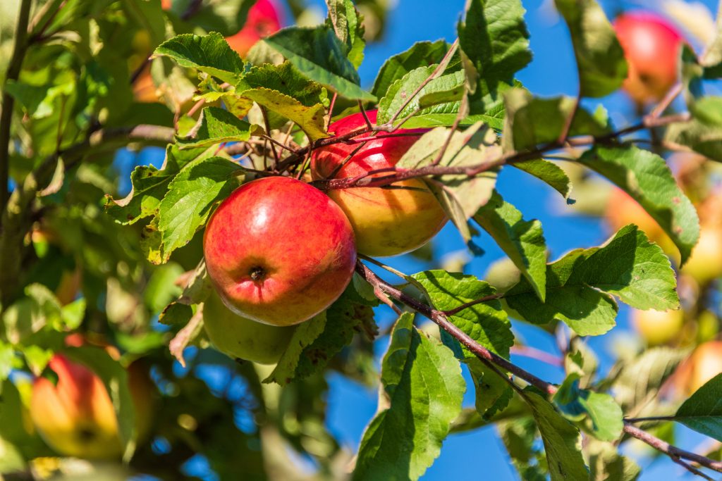 Apfel Imago0140344819h Penofoto 1024x683