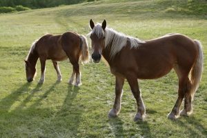 Pferd 300x200