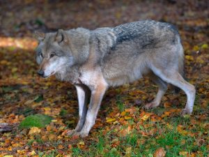 Wolf Imago797016081 Martin Wagner 300x225